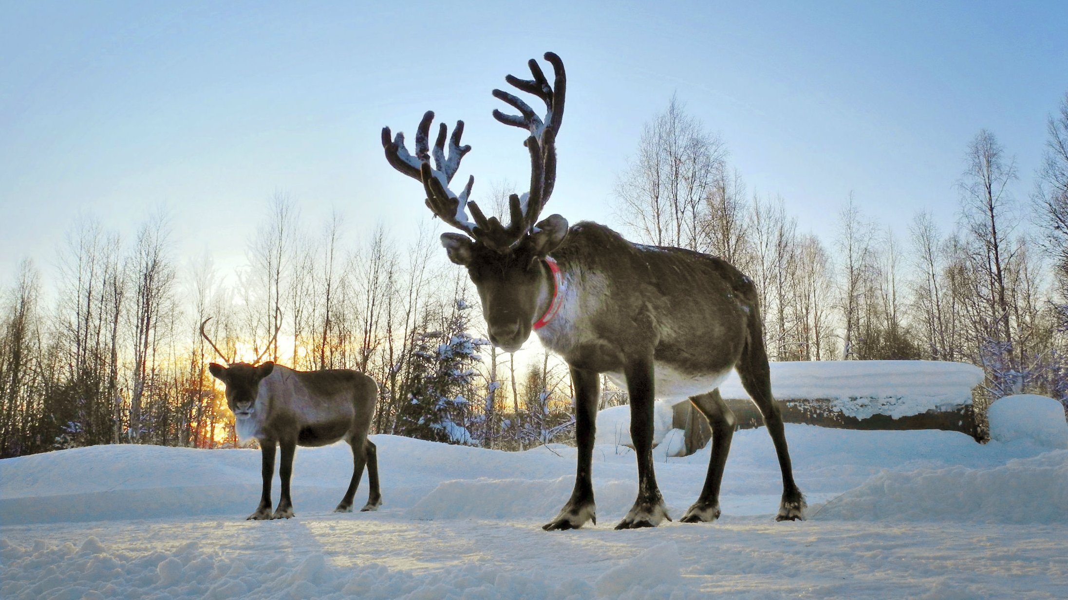 I norra Sverige talas samiska, som är ett av våra fem nationella minoritetsspråk.